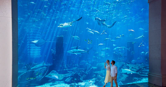 The Lost Chambers Aquarium